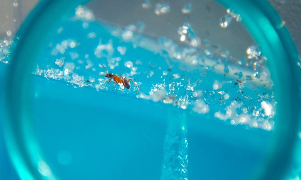 7 of the Best Ant Farm Options for Your Eager Entomologists