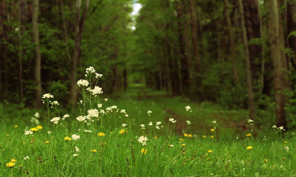 How Tech is Building Student Interest in the Environment